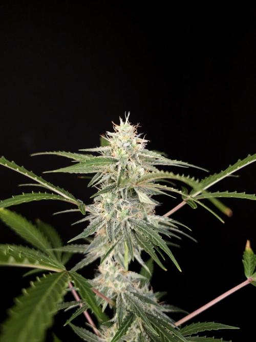 White Widow auto 3. Week 4