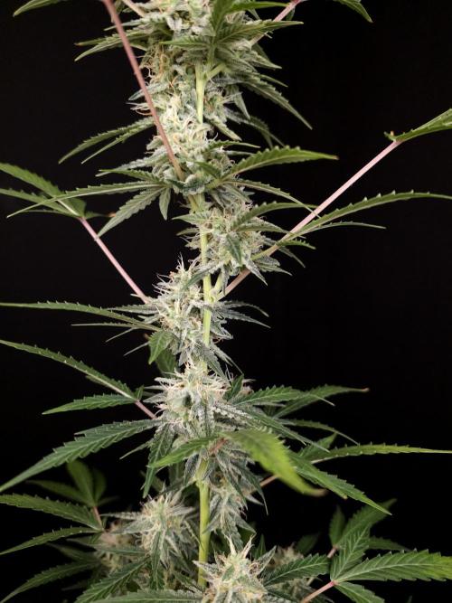 White Widow auto 3. Week 4