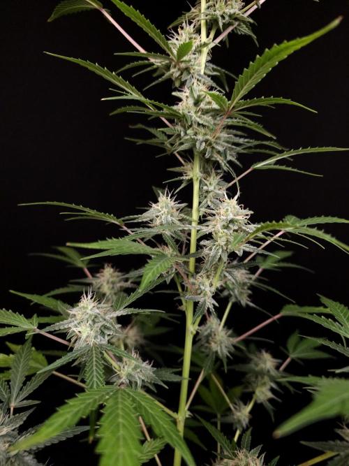 White Widow auto 3. Week 4