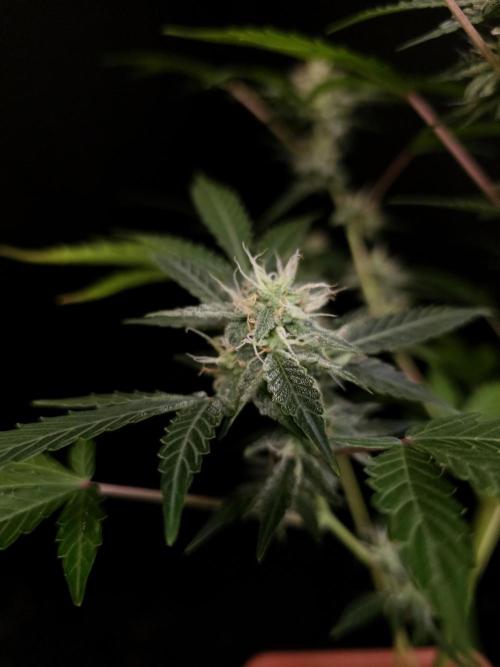 White Widow auto 3. Week 4