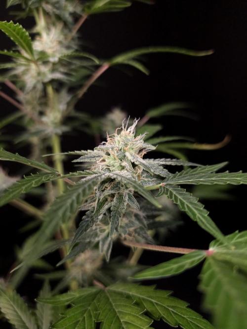 White Widow auto 3. Week 4