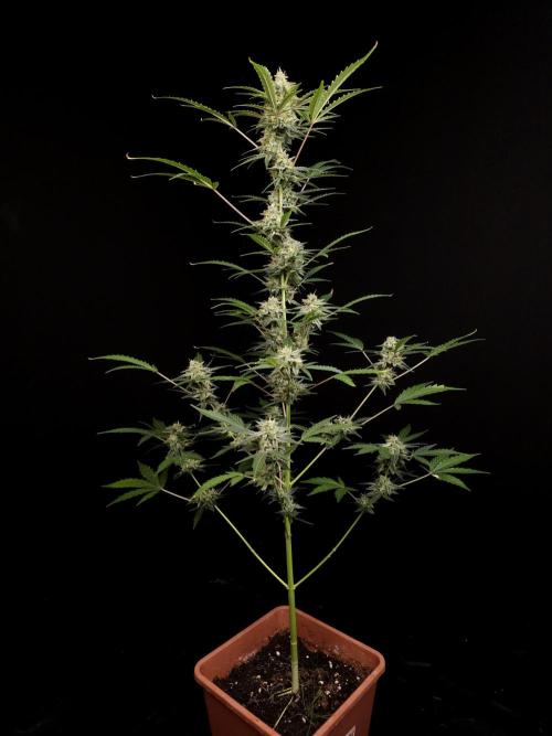 White Widow auto 3. Week 5