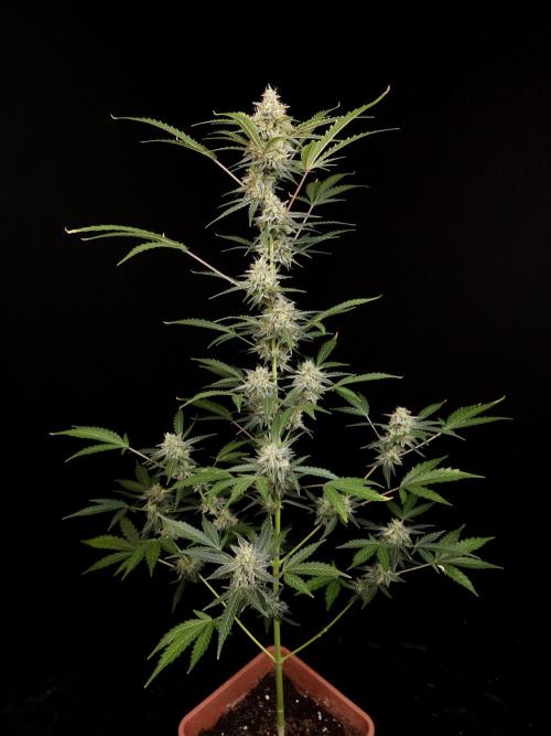 White Widow auto 3. Week 5