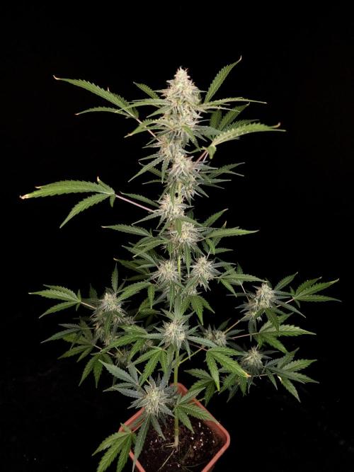 White Widow auto 3. Week 5