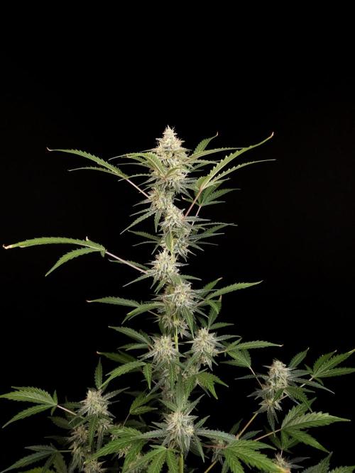 White Widow auto 3. Week 5
