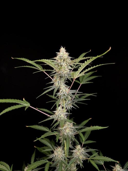 White Widow auto 3. Week 5