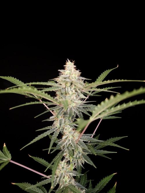 White Widow auto 3. Week 5