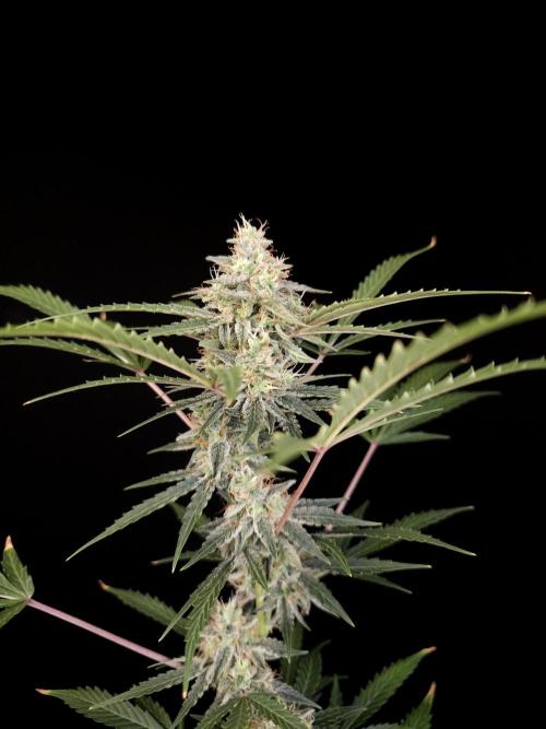 White Widow auto 3. Week 5
