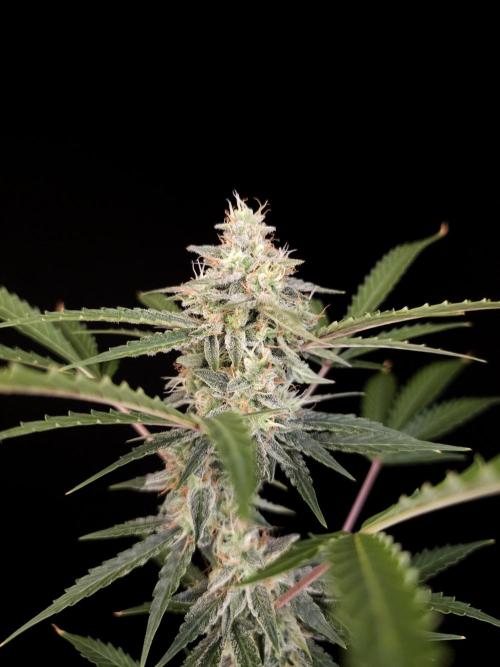 White Widow auto 3. Week 5