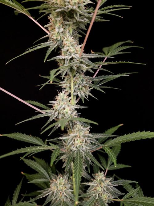 White Widow auto 3. Week 5