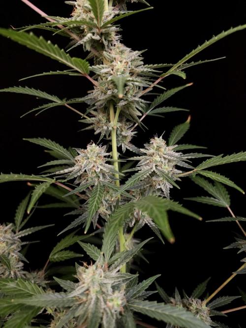 White Widow auto 3. Week 5