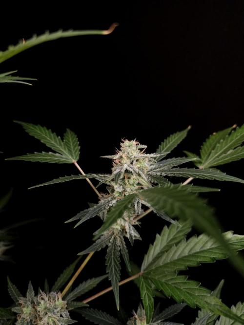 White Widow auto 3. Week 5