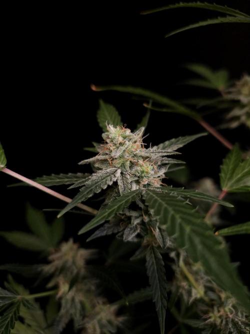 White Widow auto 3. Week 5