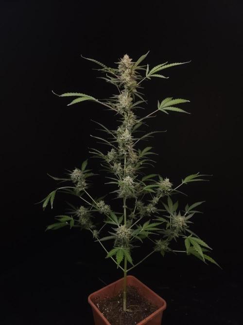 White Widow auto 3. Week 6