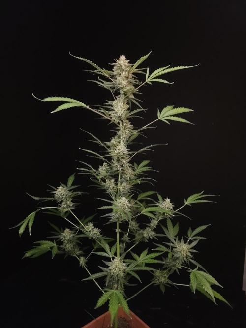 White Widow auto 3. Week 6