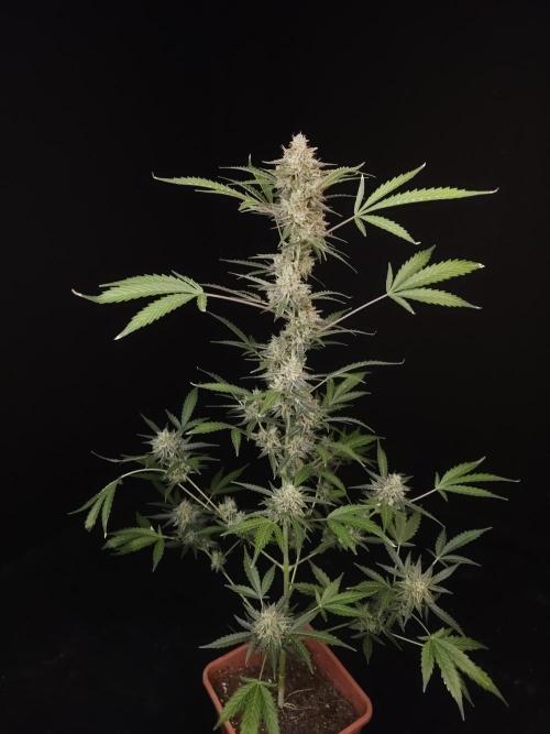 White Widow auto 3. Week 6