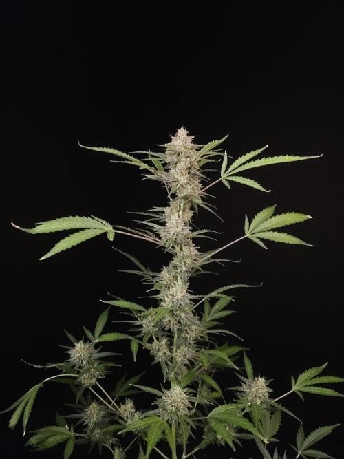 White Widow auto 3. Week 6