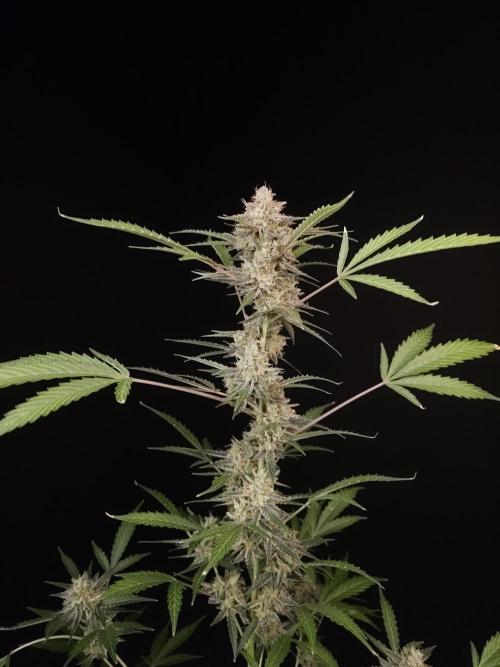 White Widow auto 3. Week 6