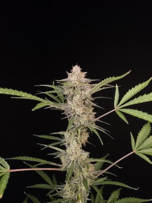 White Widow auto 3. Week 6