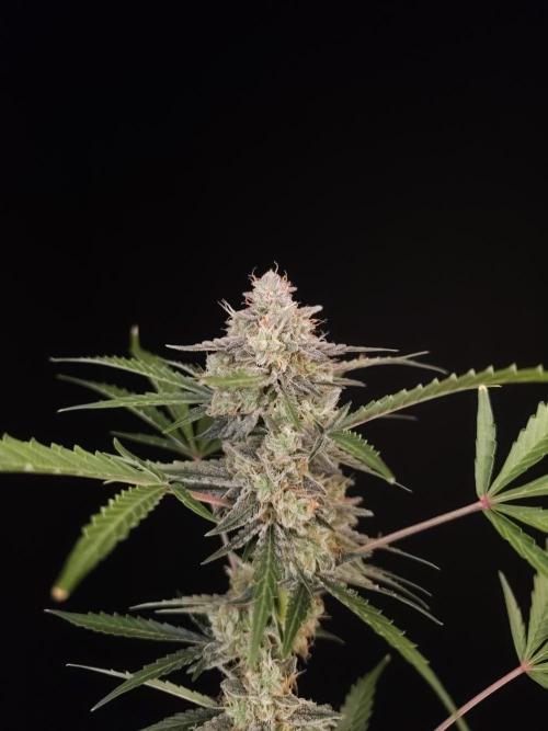 White Widow auto 3. Week 6