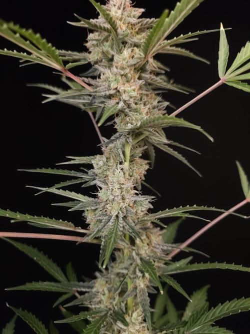 White Widow auto 3. Week 6