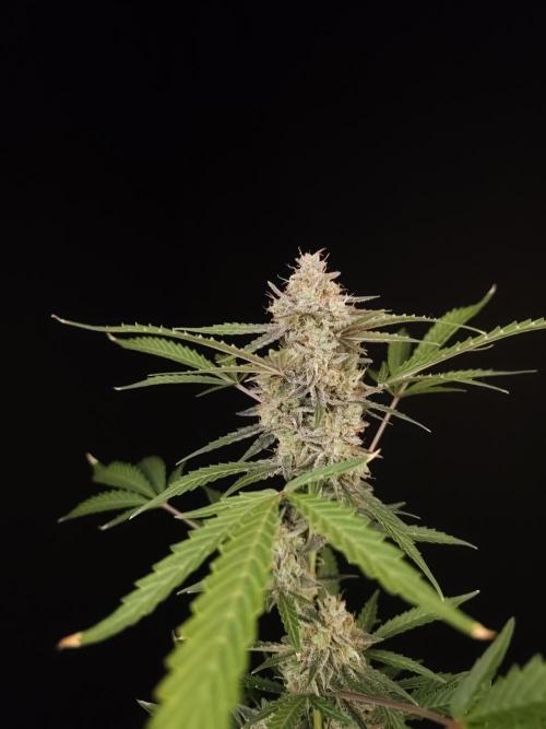 White Widow auto 3. Week 6