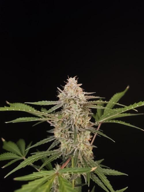 White Widow auto 3. Week 6