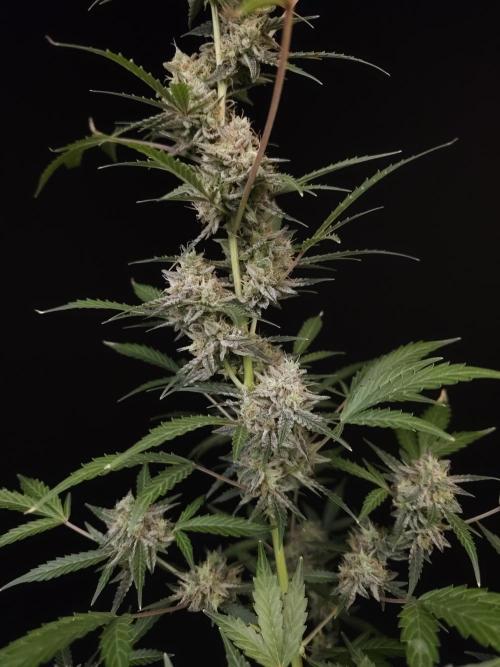 White Widow auto 3. Week 6