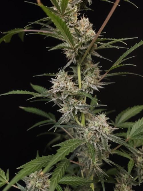 White Widow auto 3. Week 6
