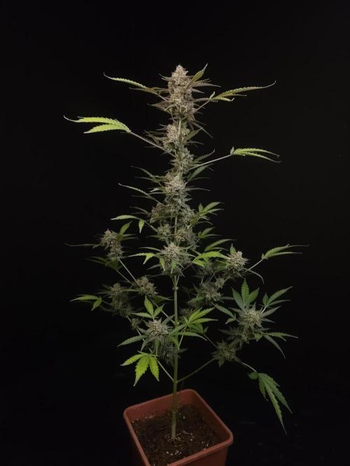 White Widow auto 3. Week 7