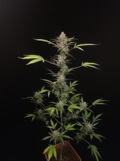 White Widow auto 3. Week 7