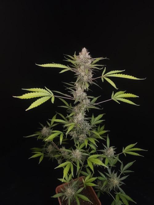 White Widow auto 3. Week 7
