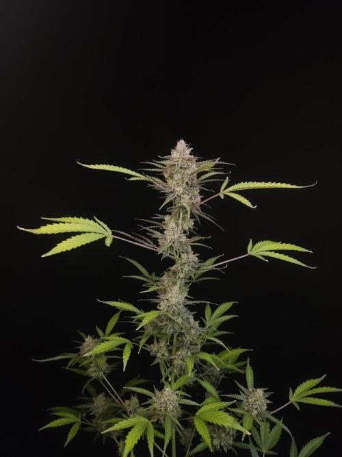 White Widow auto 3. Week 7
