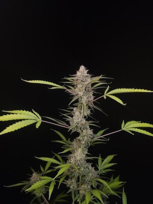 White Widow auto 3. Week 7