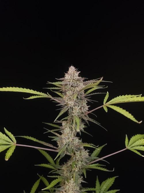 White Widow auto 3. Week 7