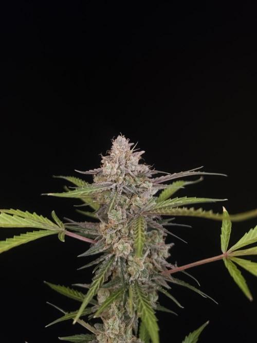 White Widow auto 3. Week 7