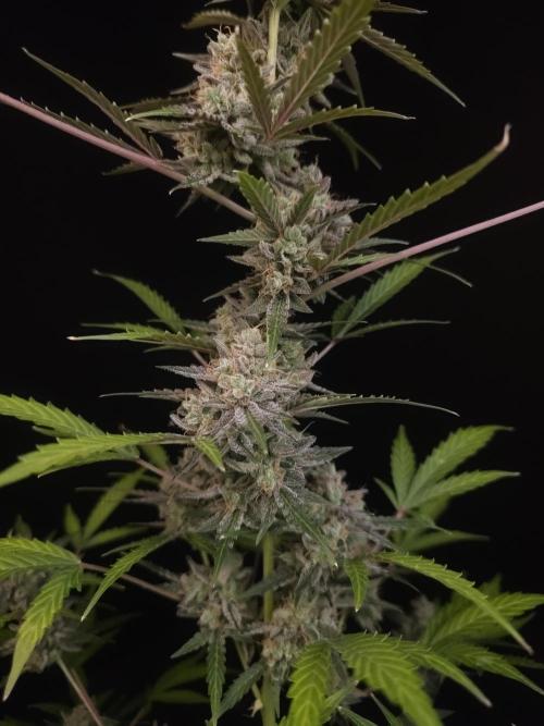 White Widow auto 3. Week 7