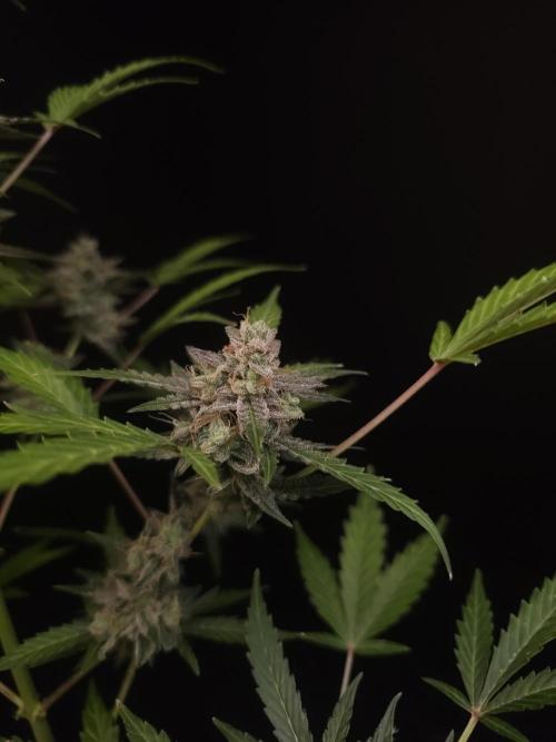 White Widow auto 3. Week 7