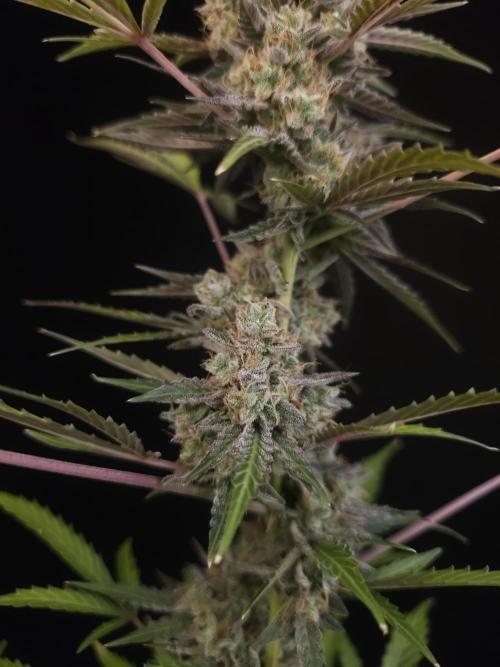 White Widow auto 3. Week 7