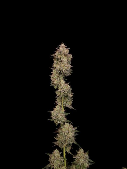 White Widow auto 3. Week 8