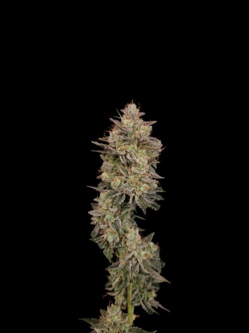 White Widow auto 3. Week 8