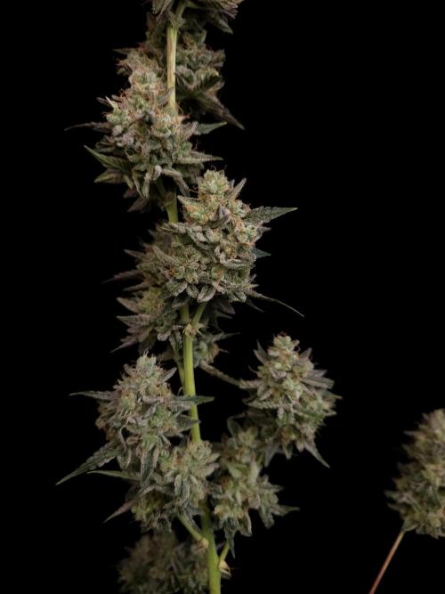 White Widow auto 3. Week 8