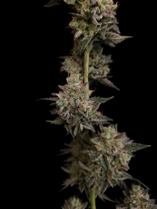 White Widow auto 3. Week 8