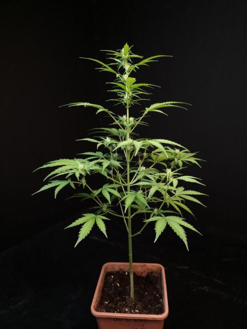 Zkittlez auto 3. Week 1
