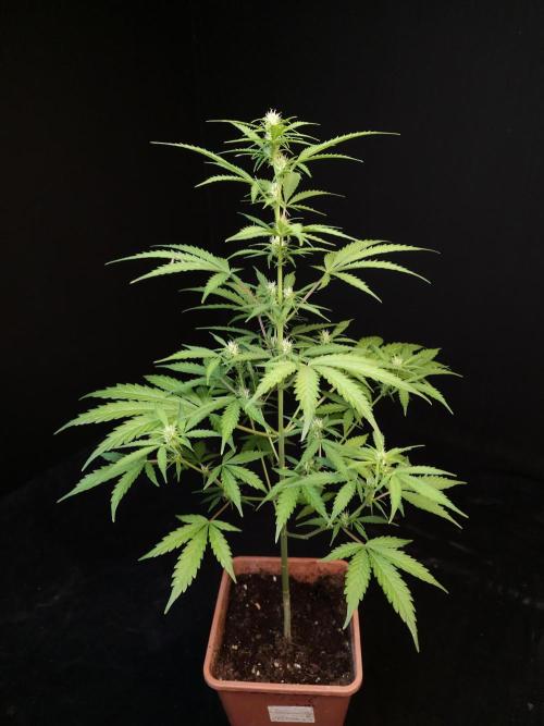 Zkittlez auto 3. Week 1