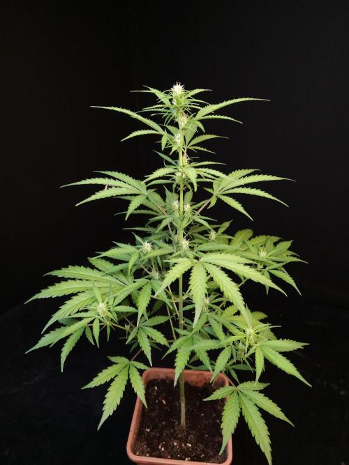 Zkittlez auto 3. Week 1