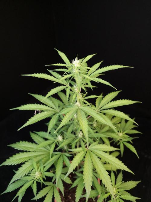 Zkittlez auto 3. Week 1