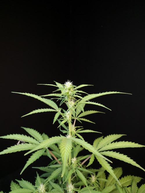 Zkittlez auto 3. Week 1