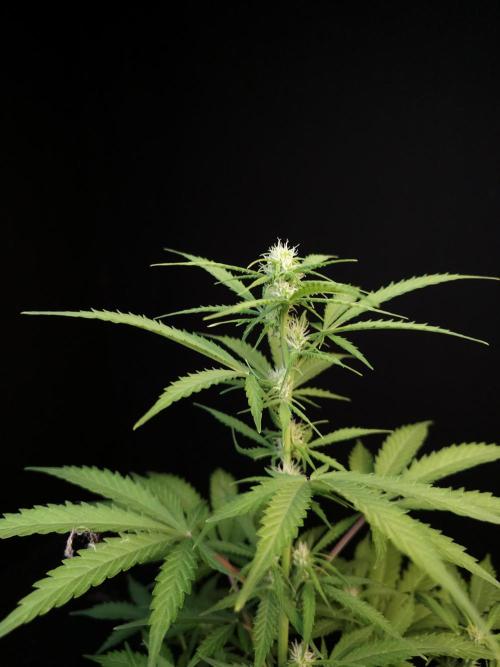 Zkittlez auto 3. Week 1
