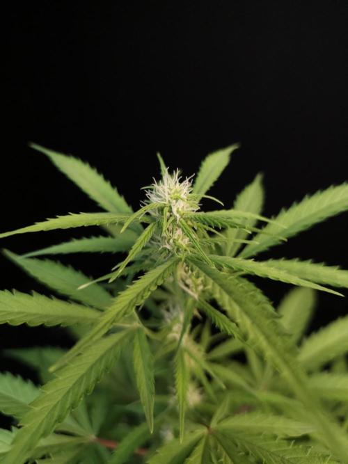 Zkittlez auto 3. Week 1